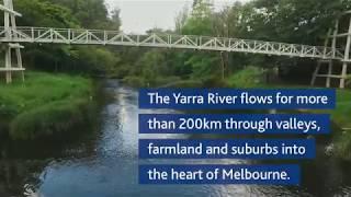 The Yarra River at Warburton