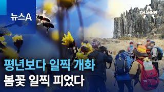 평년보다 일찍 개화…봄꽃 일찍 피었다 | 뉴스A