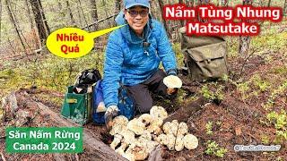 Mấy anh em Bội thu Nấm Tùng Nhung gặp Ổ siêu khủng quá mê 1913》Matsutake/ Pine Mushrooms