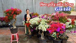 Hoa giấy nhiều loại siêu bông giá tốt..11/110707069329.Như-Ý