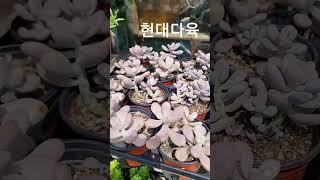 9월9일 신상다육 현대다육 010-9029-2884 #바위솔 #국민다육 #모종분 국민다육11개만원
