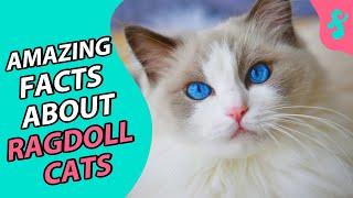  Most Amazing Facts about Ragdoll Cats | Furry Feline Facts