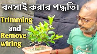 বনসাই করার পদ্ধতি।।Ficus bonsai making at home