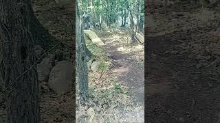 A Tree Hugging Moment  #mtbjumps #mountainbike #mtblife #mtb