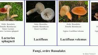 Fungi, ordre Russulales lactarius russule lentinellus lactaire aleurodiscus pin aurora rouge amara