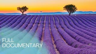 The Herbs of Provence - Known all over the world | myDocumentary | myDOCUMENTARY