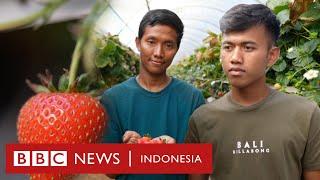 Pekerja Indonesia di Inggris: Biaya besar hingga berutang demi memetik buah - BBC News Indonesia