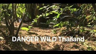 SUPER Scared wild animals in Thailand and Feeding Elephant