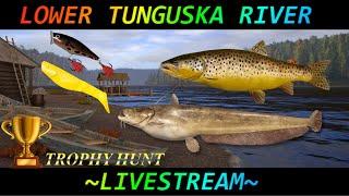 Russian Fishing 4 Kuori Lake & Lower Tunguska River Trophy Hunting (Livestream)