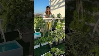 I do things differently in my apartment garden ‍️ #soillessgardening #hydroponics #plants #home