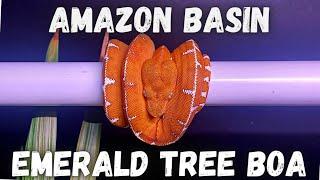 Unboxing My New Amazon Basin Emerald Tree Boa!