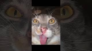 girls cats vs boy cats pt2