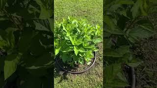 Гортензии в саду 08.06.24 Подмосковье #гортензии #garden #гортензияметельчатая #сад #огород #дача