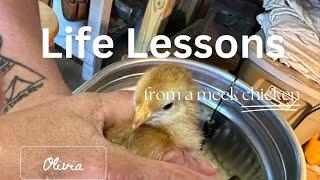 These Are the Unexpected Life Lessons I Learned from a Very Meek Chicken!