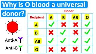 Why is O blood a universal donor?  | Easy science lesson