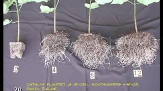 Root Systems Basics