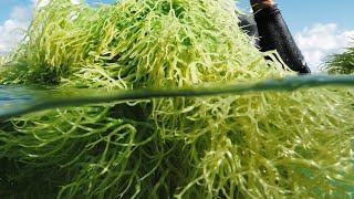 The Origin of our Sea Moss