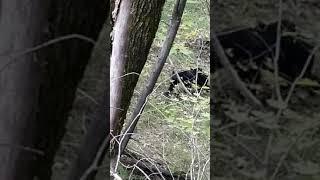 Bear Perry county Kentucky