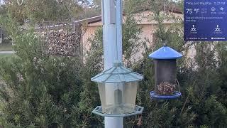 Orlando Florida Bird Cam WD 12/30/2024