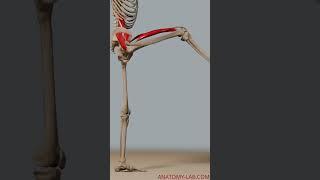 Range of motion- hip Flexion