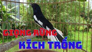 Chòe Than hót giọng rừng kích bổi sổ bọng. Luyện giọng chòe than non. Chòe than hót sáng gọi bổi