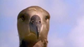 Tiger Shark vs. Albatross | National Geographic