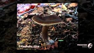 Lactarius lignyotus - fungi kingdom