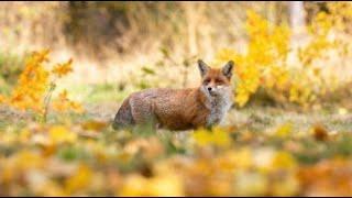 Animals in autumnCalm music and autumn forest 