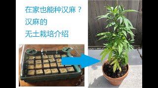 在家也能自己种植CBD汉麻？ 无土栽培的第一步：育苗