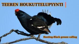 TEEREN HOUKUTTELUPYYNTI - HUNTING BLACK GROUSE CALLING