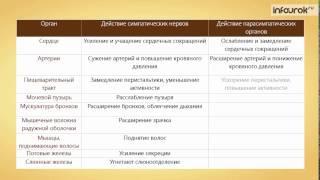 Вегетативная нервная система