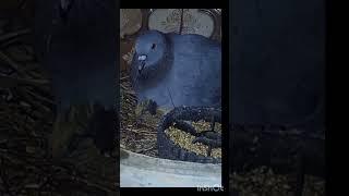 Mamá Pigeon brooding babies in cold night #pigeon #motherhood #broodmother #babybird #bird