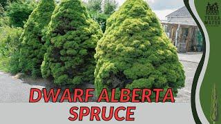 Unlocking the Charm of DWARF ALBERTA SPRUCE (Picea glauca 'Conica')