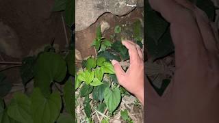 Catch unique chickens in the bushes #explore #nature #nest #reels #wildlife #trending #animals #bird