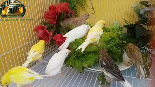 canaries bathing Bird Sounds | Canary Singing | Training Video | طيور الكناري | Part 1