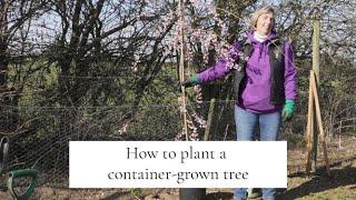 How to Plant a Container Grown Tree