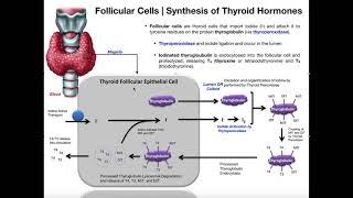 Follicular Cells & the Synthesis of Thyroid Hormones