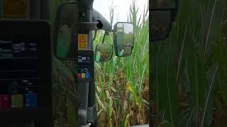 #agriculture #deutz_fahr #shorts #claas #mais #viral