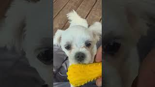 알콩달콩이의 그늘막 2탄 #dog #maltese #shorts
