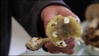 VIDÉO. Poitiers : les conseils d'une spécialiste pour une cueillette des champignons sans danger