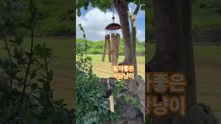 바람 시원하고 대나무 소리 좋고 꿀낮잠 자기 좋은 날씨 #길고양이 #마당냥이 #고양이 #길냥이 #cat #jeju #집사 #집사의일상