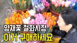 양재 꽃시장 절화 꽃시장 이거 구매하세요#flowers