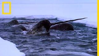 Le narval, étrange licorne des mers