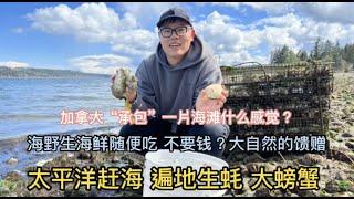 加拿大vlog 太平洋赶海 感恩来自大自然的馈赠 遍地生蚝 大螃蟹 海星 海螺 幸福的一餐｜温哥华岛赶海vlog