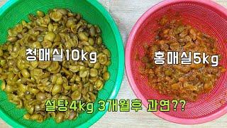 매실청 이제 설탕물 그만 먹고 이렇게 드세요/청매실 홍매실 먹는방법