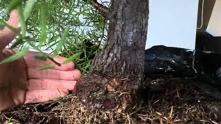 Conifer Bonsai fast development