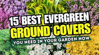  NO MORE BARE SPOTS! Top 15 BEST Evergreen Ground Cover Plants You NEED in Your Garden Now!  