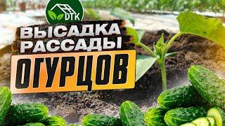 Рассада огурцов. Высадка рассады огурцов в теплицу. Огурцы в теплице