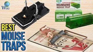 9 Best Mouse Traps 2017