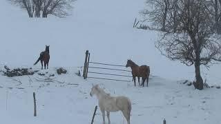 Our cutting horses broodmares